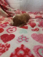 Stitch, a male Cavapoo for sale in Pahrump, NV – Photo 1 of 4