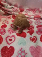 Stitch, a male Cavapoo for sale in Pahrump, NV – Photo 4 of 4