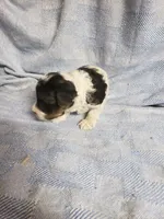 Gabriel, a male Maltipoo for sale in Pahrump, NV – 6 of 9
