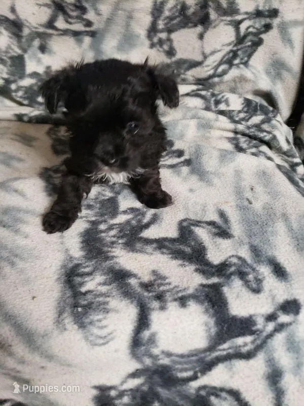 Madison – Maltipoo puppy for sale in Pahrump, NV