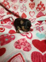 Cooper, a male Yorkshire Terrier for sale in Pahrump, NV – 3 of 3
