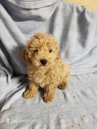Banjo – Bichpoo puppy for sale in Pahrump, NV