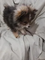 Ruann, a female Pomeranian for sale in Pahrump, NV – 2 of 3