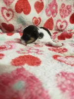 Mallory, a female Maltese and Poodle - Toy  for sale in Pahrump, NV – 2 of 3