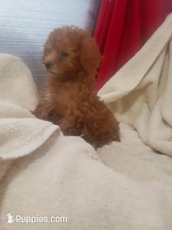 Dolly – Poodle - Toy  puppy for sale in Pahrump, NV