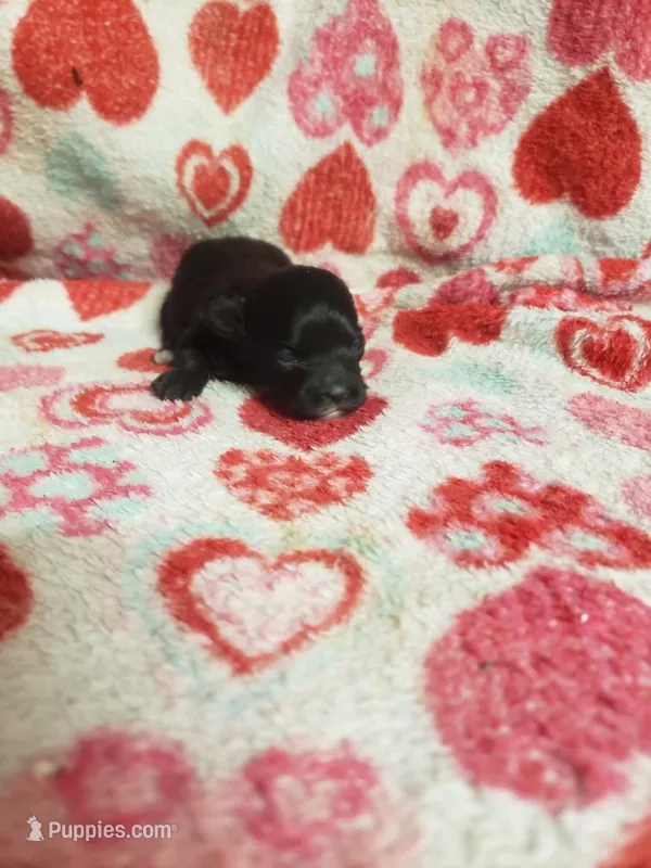 Madison – Maltese, Poodle - Toy  puppy for sale in Pahrump, NV