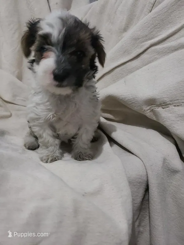 Roxie – Morkie puppy for sale in Pahrump, NV