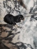 Randy, a male Morkie for sale in Pahrump, NV – 2 of 3
