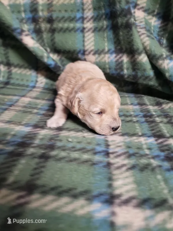 Barbie – Bichon Frise, Poodle - Toy  puppy for sale in Pahrump, NV