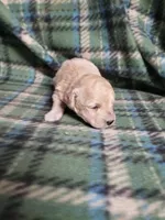 Barbie, a female Bichon Frise and Poodle - Toy  for sale in Pahrump, NV – 1 of 3