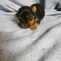 Maverick, a male Yorkshire Terrier for sale in Pahrump, NV – Photo 5 of 7