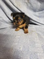 Maverick, a male Yorkshire Terrier for sale in Pahrump, NV – Photo 4 of 7