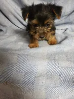 Maverick, a male Yorkshire Terrier for sale in Pahrump, NV – Photo 2 of 7