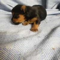 Maverick, a male Yorkshire Terrier for sale in Pahrump, NV – Photo 7 of 7