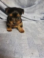 Maverick, a male Yorkshire Terrier for sale in Pahrump, NV – Photo 3 of 7