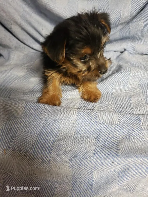 Maverick – Yorkshire Terrier puppy for sale in Pahrump, NV