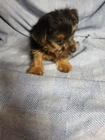 Maverick, a male Yorkshire Terrier for sale in Pahrump, NV – Photo 1 of 7