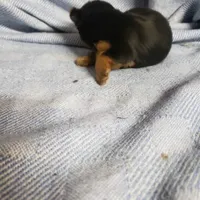 Maverick, a male Yorkshire Terrier for sale in Pahrump, NV – Photo 6 of 7