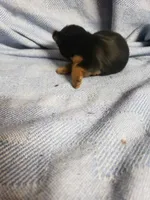 Maverick, a male Yorkshire Terrier for sale in Pahrump, NV – Photo 2 of 3