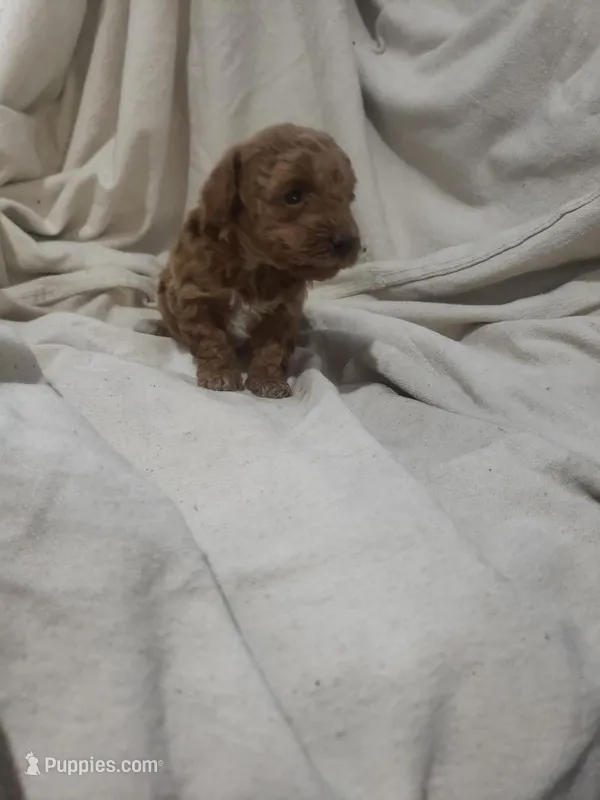 Dolly – Poodle - Toy  puppy for sale in Pahrump, NV
