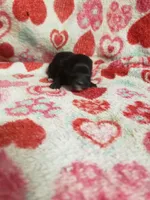 Madison, a female Maltese and Poodle - Toy  for sale in Pahrump, NV – 3 of 3