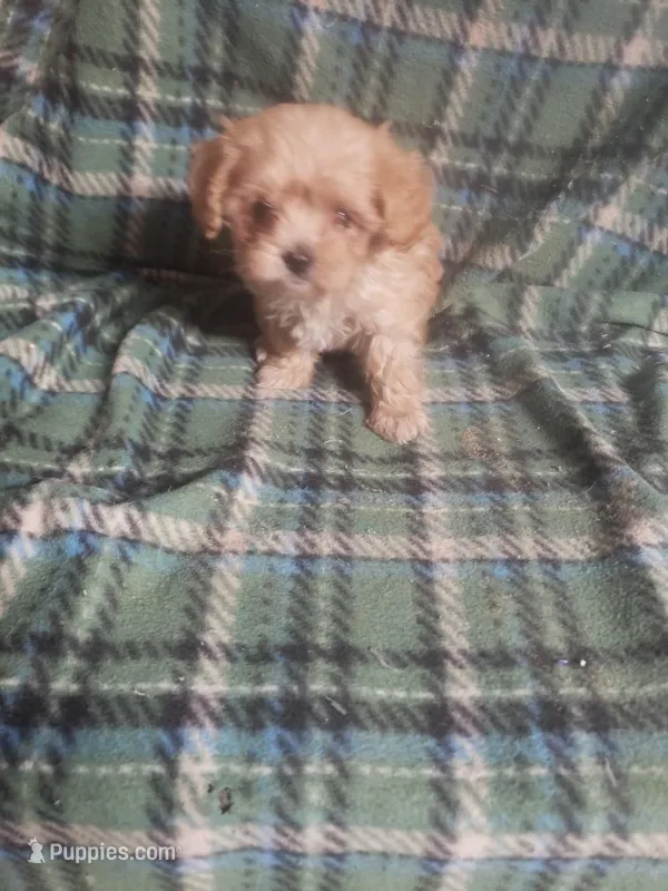 Zoey - A Cavatese – Cavapoo puppy for sale in Pahrump, NV