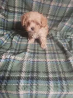 Zeke - A Cavatese, a male Cavapoo for sale in Pahrump, NV – 1 of 4