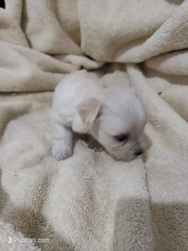 Spanky – Morkie puppy for sale in Pahrump, NV