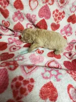 Benji, a male Bichpoo for sale in Pahrump, NV – 3 of 6