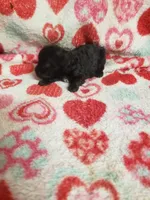 Mozart, a male Maltese and Poodle - Toy  for sale in Pahrump, NV – 3 of 3
