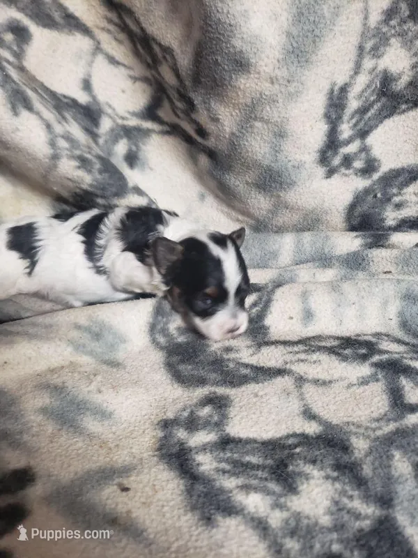 Gabriel – Maltipoo puppy for sale in Pahrump, NV