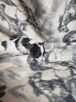 Gabriel, a male Maltipoo for sale in Pahrump, NV – 1 of 3