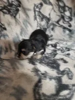 Randy, a male Morkie for sale in Pahrump, NV – 3 of 3