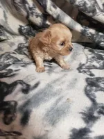 Zoey - A Cavatese, a female Cavapoo for sale in Pahrump, NV – 4 of 4