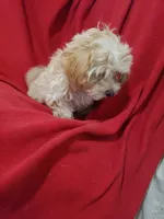 Einstein, a male Maltipoo for sale in Pahrump, NV – 3 of 3