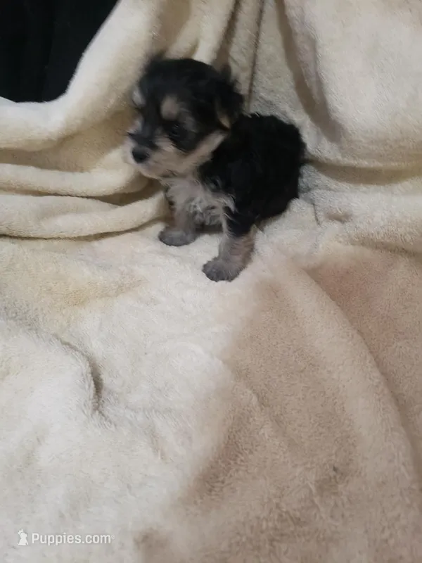 Randy – Morkie puppy for sale in Pahrump, NV