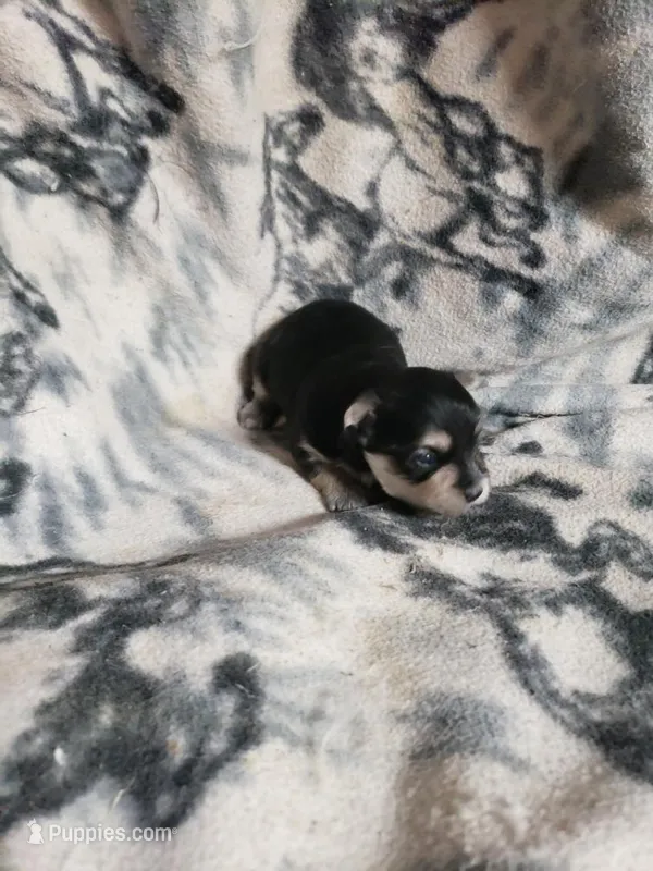 Randy – Morkie puppy for sale in Pahrump, NV