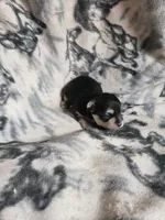 Randy, a male Morkie for sale in Pahrump, NV – 1 of 3