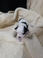 Stitch, a male Morkie for sale in Pahrump, NV – 1 of 3