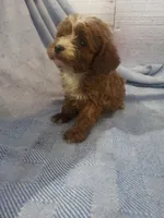 Scratch, a male Cavapoo for sale in Pahrump, NV – Photo 2 of 6