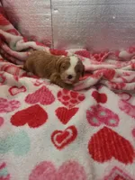 Stitch, a male Cavapoo for sale in Pahrump, NV – Photo 1 of 4