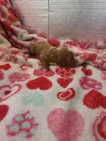 Stitch, a male Cavapoo for sale in Pahrump, NV – Photo 2 of 4