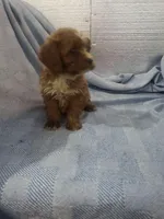 Scratch, a male Cavapoo for sale in Pahrump, NV – Photo 1 of 6