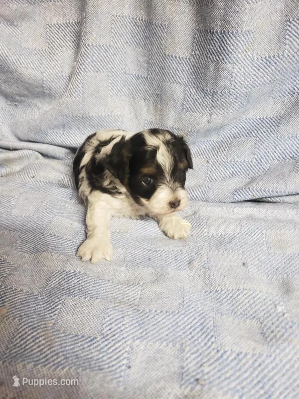 Gabriel – Maltipoo puppy for sale in Pahrump, NV