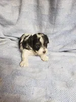 Gabriel, a male Maltipoo for sale in Pahrump, NV – 4 of 9