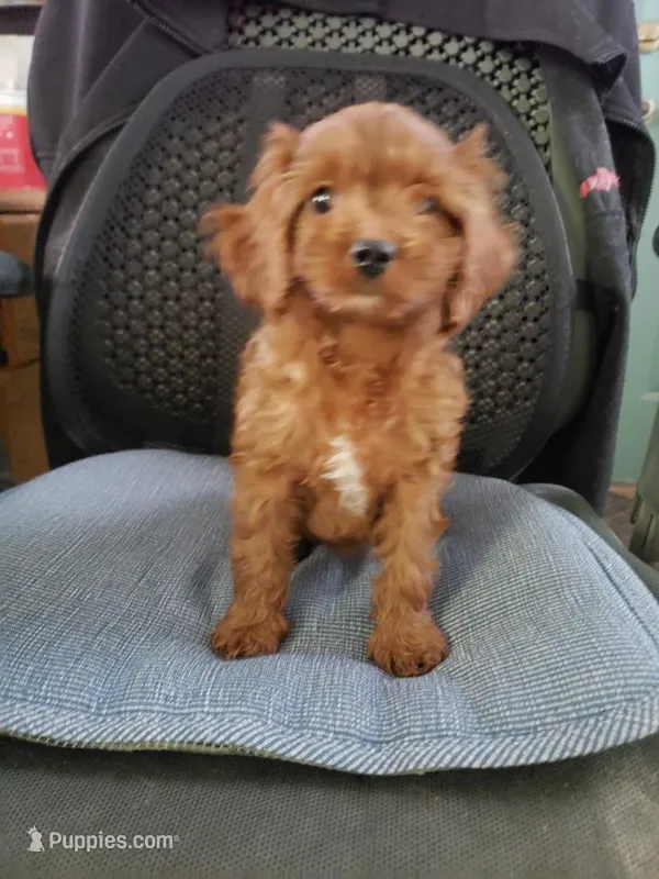 Bubbles – Cavapoo puppy for sale in Pahrump, NV