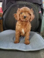 Bubbles, a female Cavapoo for sale in Pahrump, NV – 1 of 3