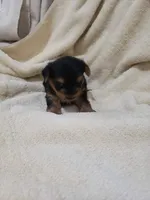 Logan, a male Yorkshire Terrier for sale in Pahrump, NV – 3 of 3