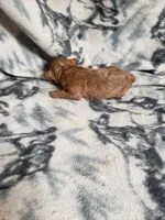 Pogo, a female Cavapoo for sale in Pahrump, NV – 3 of 3