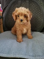 Brook, a female Cavapoo for sale in Pahrump, NV – 2 of 3